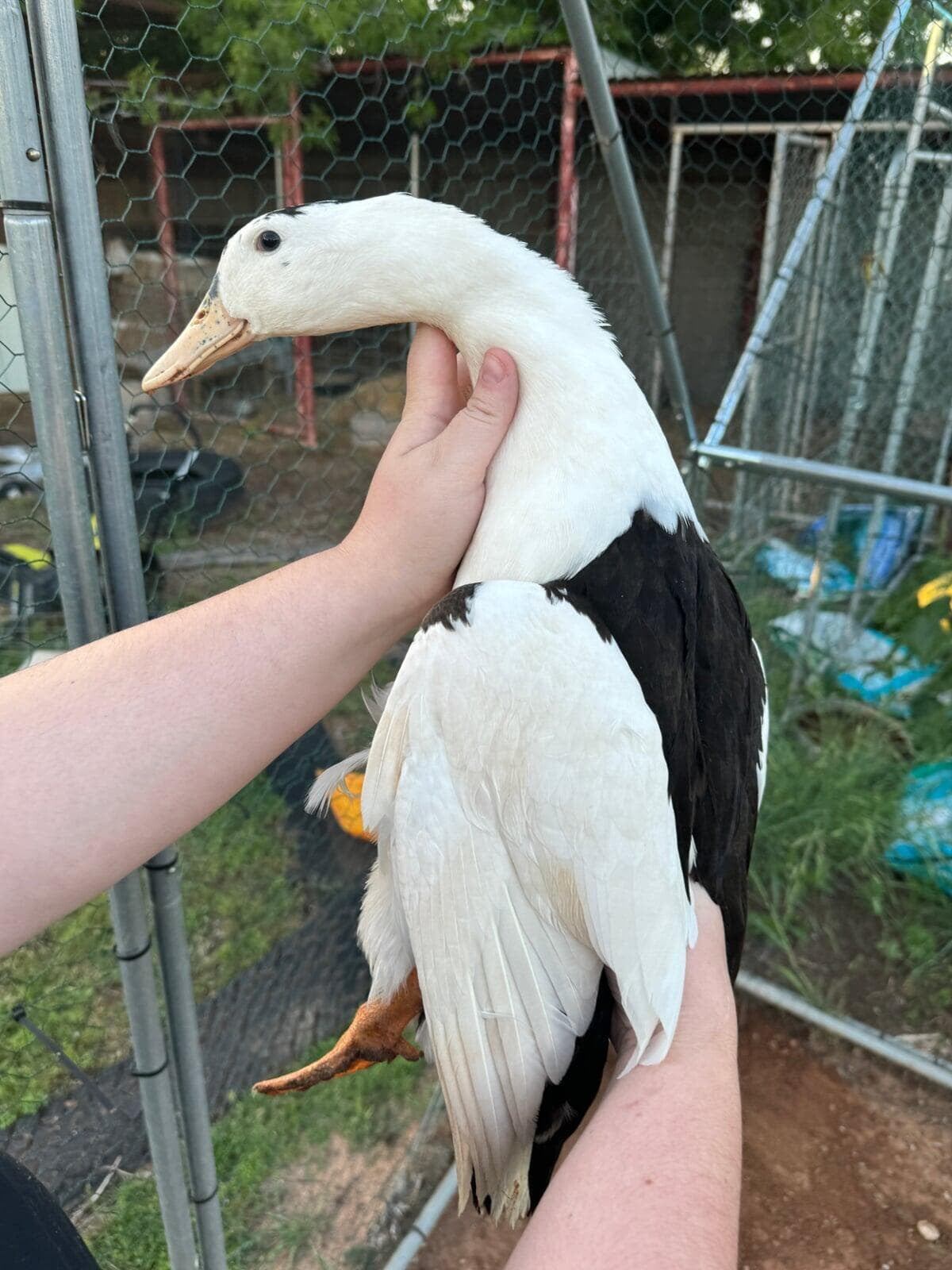 A female black and white magpie duck being held by a person.