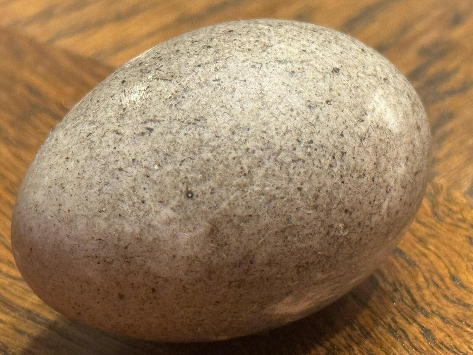 A grey, black and white speckled Black East Indies duck egg.