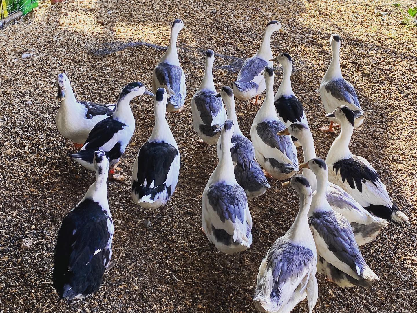 A flock of blue, black and white show quality magpie ducks