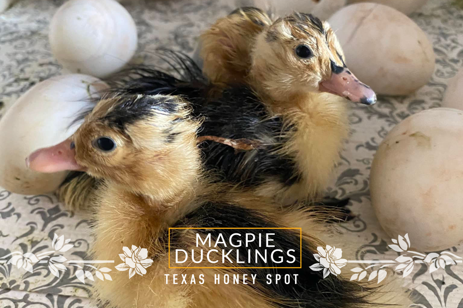 magpie ducklings hatching in incubator with other eggs behind