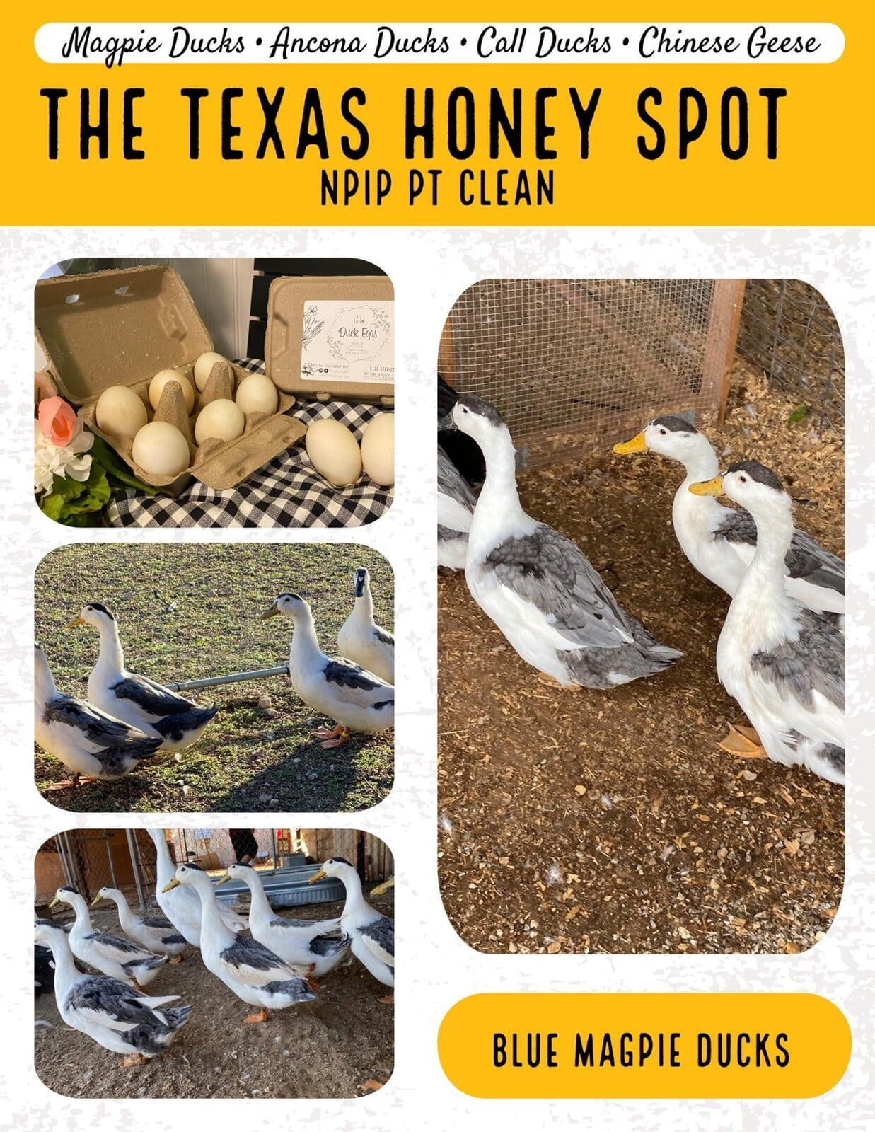 Six large white eggs on a yellow pillow tied with white ribbon, on a butcher block countertop with cotton and an antique milk jug next to a  sign that says Magpie Ducks with the Texas Honey Spot Logo in the background