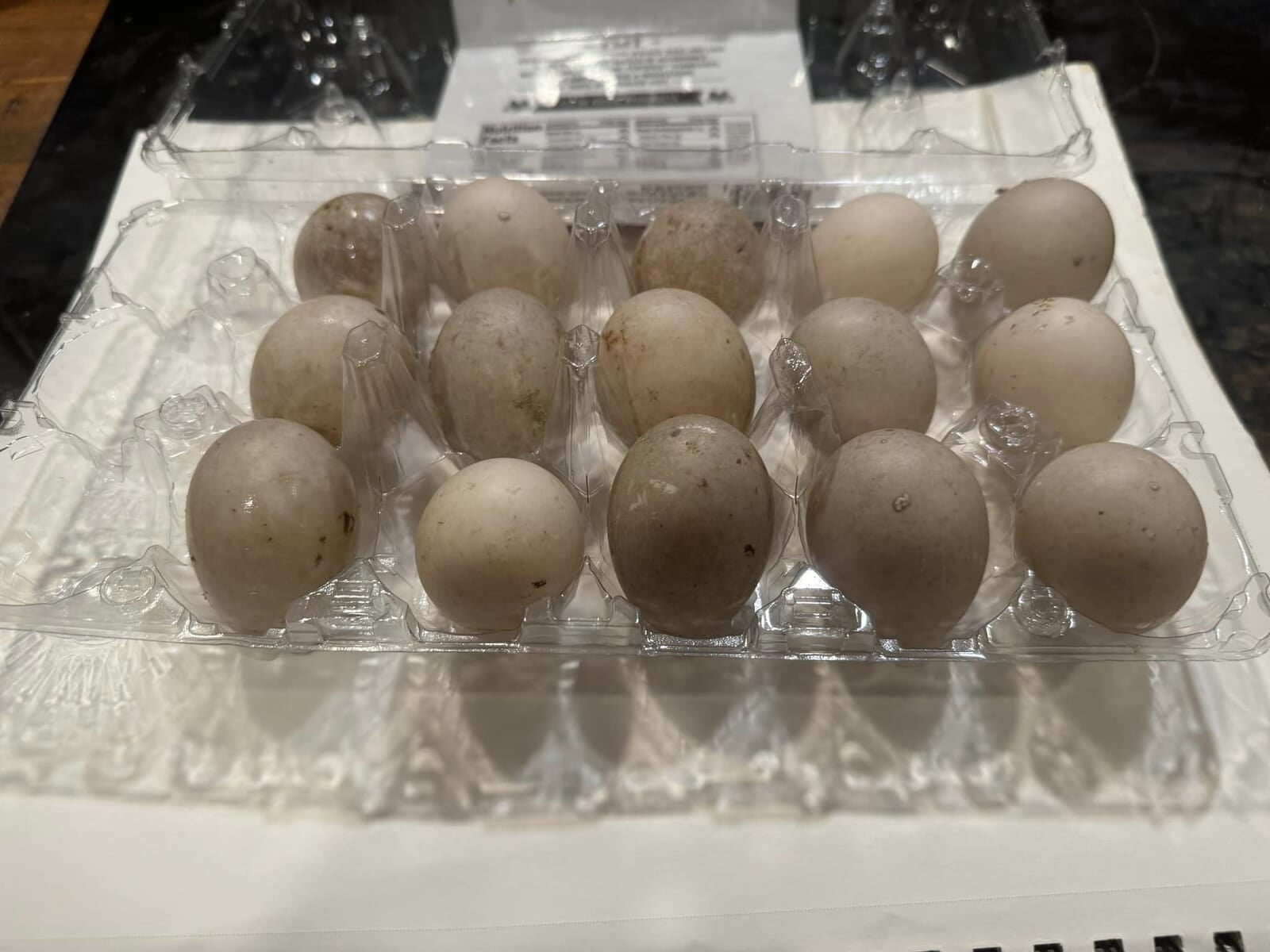 Gray eggs with moderate bloom from Black East Indies ducks, sitting in clear egg carton on a white sheet of paper for contrast