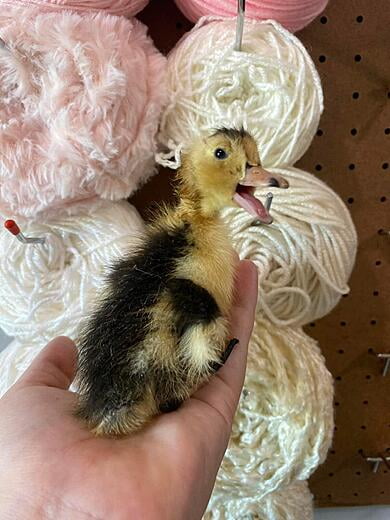 Magpie Duckling - 1 Day Old (Spring 2022)