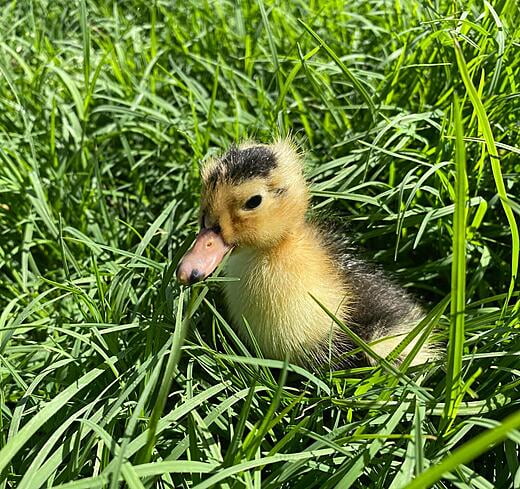 Magpie Duckling in Grass - 1 Day Old (Spring 2022)