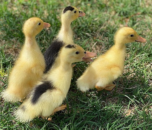 Magpie Duckling Quad - 2 Weeks Old (Spring 2022)