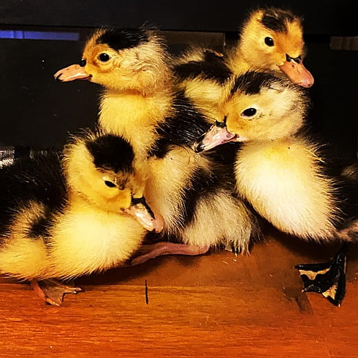 Magpie Ducklings - 4 Days Old (Summer 2022)
