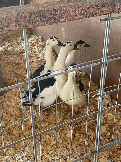 First Quad of Magpie Breeders Photo 2 - 1 Year Old (December 2021)