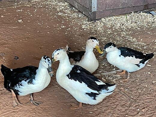 First Quad of Magpie Breeders Photo 2 - 1.5 Years Old (Spring 2022)