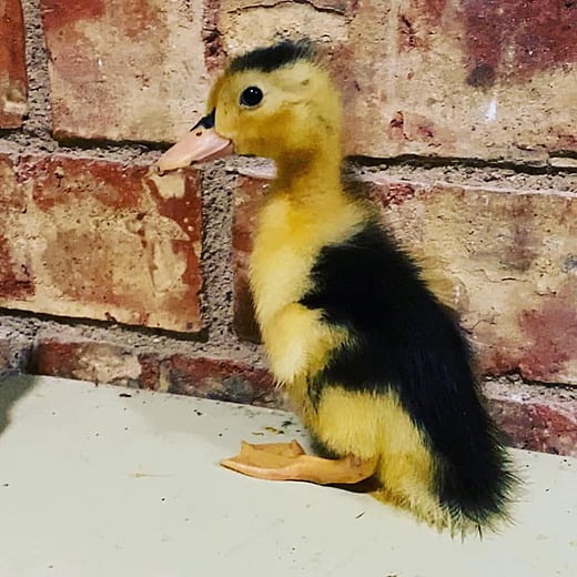 Maverick the Magpie Duckling - 1 Week and 1 Day Old (Spring 2022)