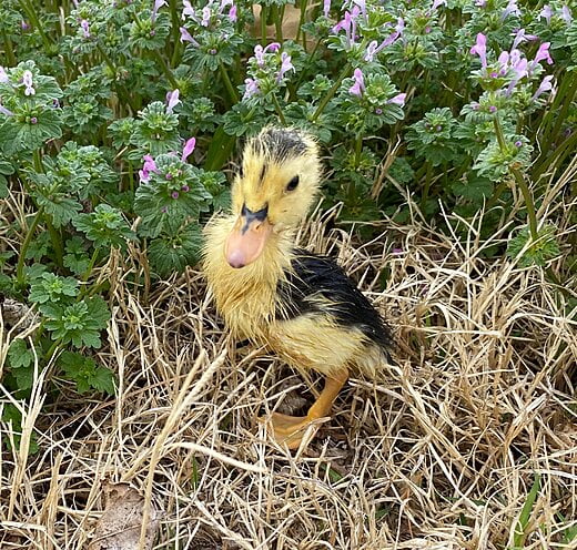 Maverick the Magpie Duckling - 3 Days Old (Spring 2022)