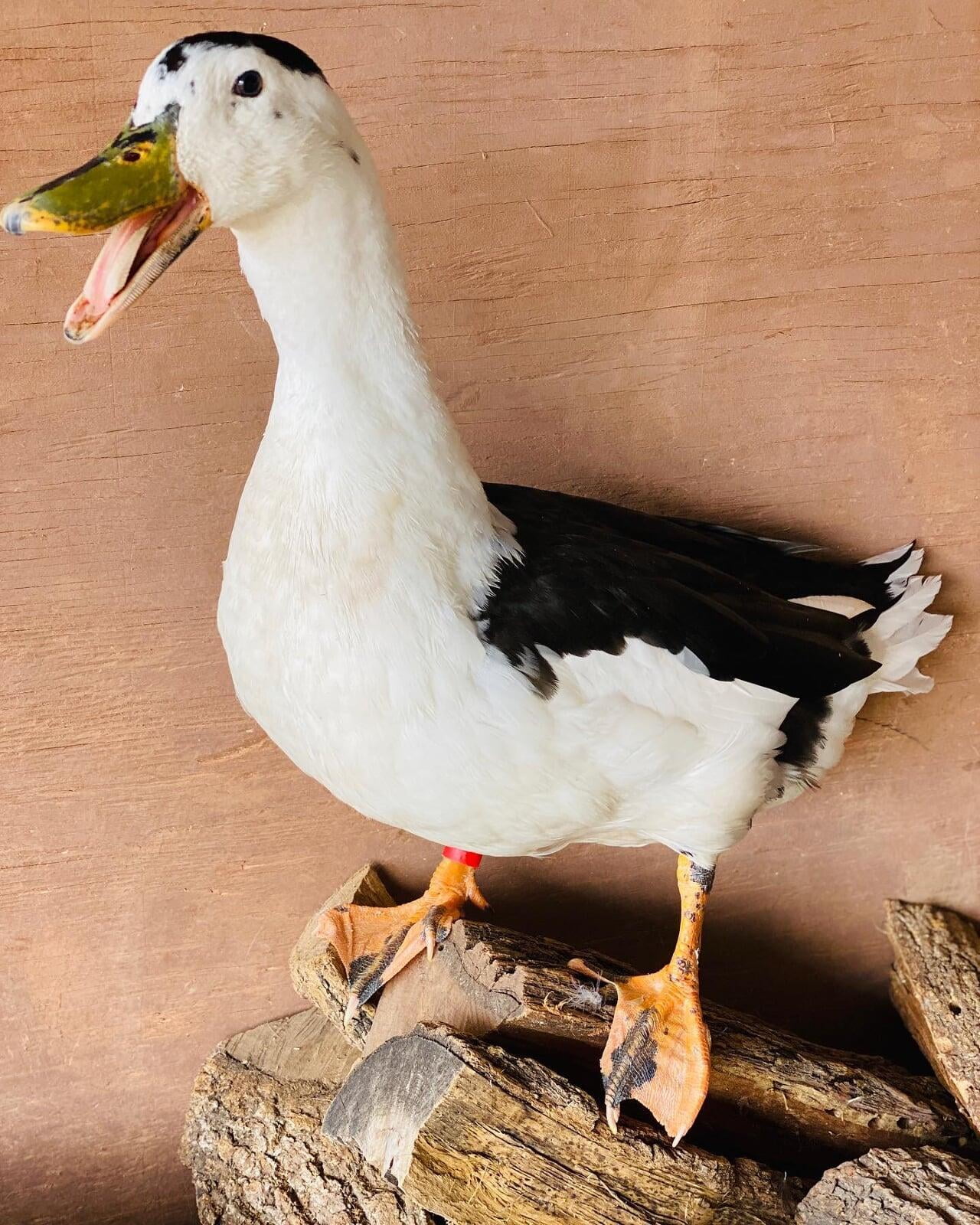 The Texas Honey Spot Magpie Ducks