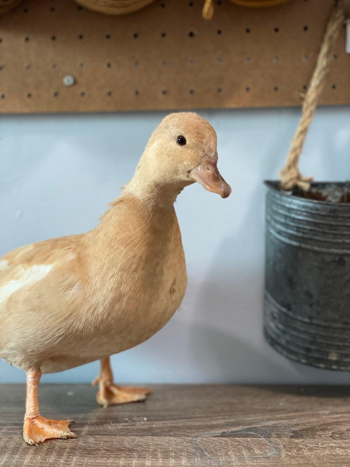 A female buff call duck standing at alert on top of a wooden table with rustic farmhouse decorations in the background.