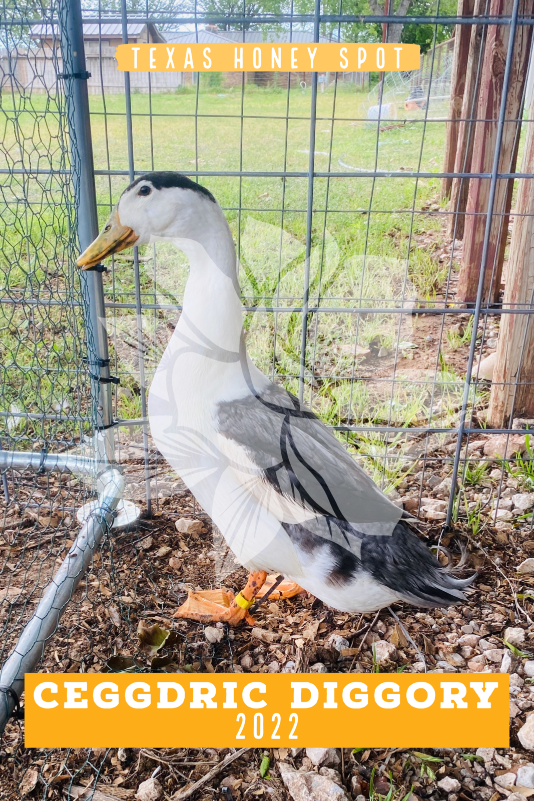 A black duck outline with a yellow background that says picture coming soon.