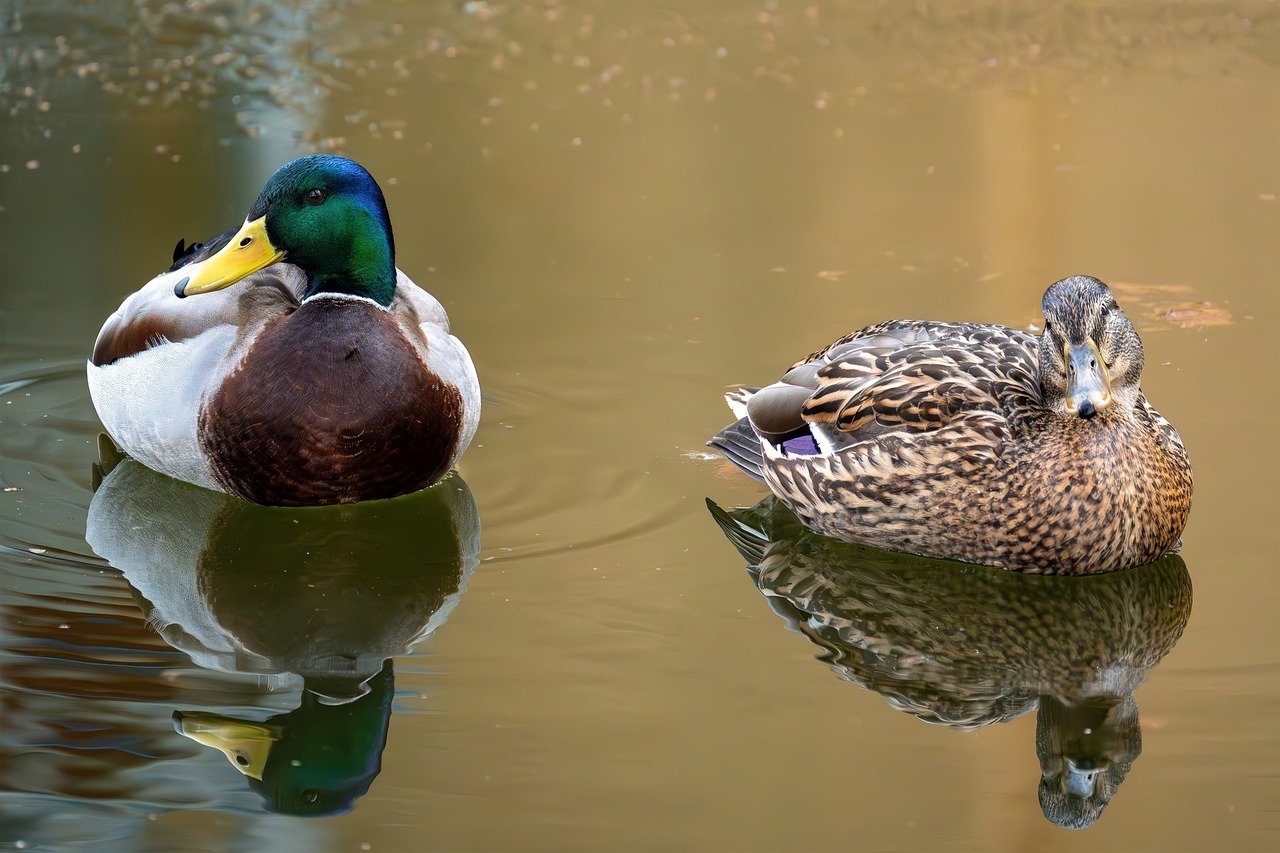 Male and female Mallard ducks floating on calm water, commonly known ancestors of domestic duck breeds
