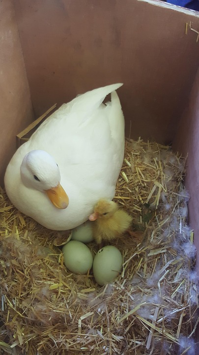 A white call duck sitting in a box on a straw nest with a call duckling and call duck eggs