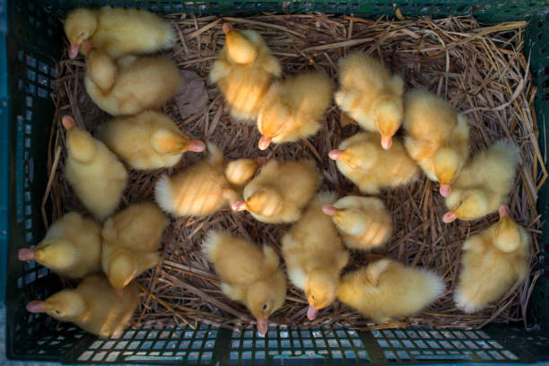 ducklings in a shipping crate on straw bedding - this is not a permanent brooder, but these ducklings look comfy!