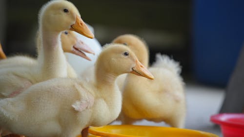 Ducklings drinking water out of a bowl