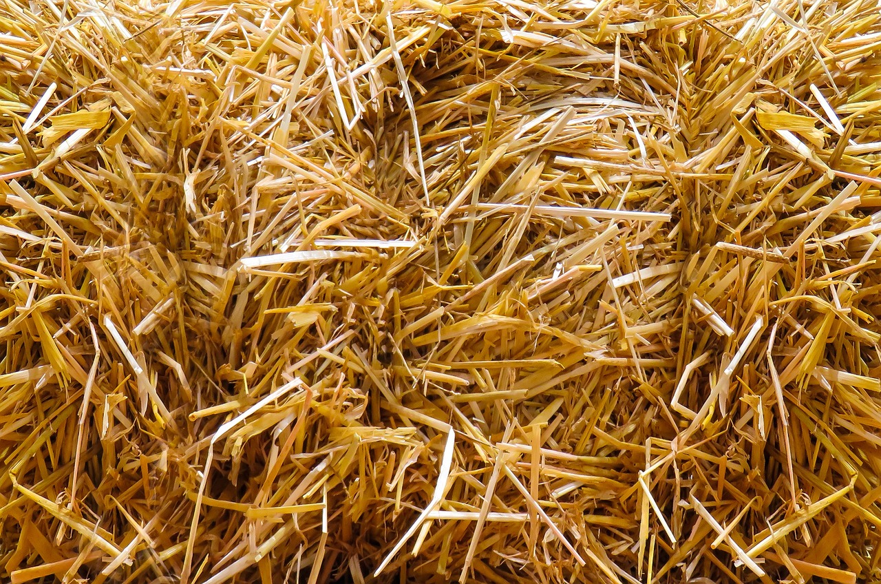 up-close image of a bale of golden-yellow straw for use in a duckling brooder.