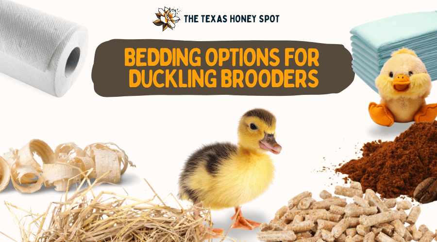 A magpie duckling in front of several different brooder bedding options and text that says "Bedding options for duckling brooders"
