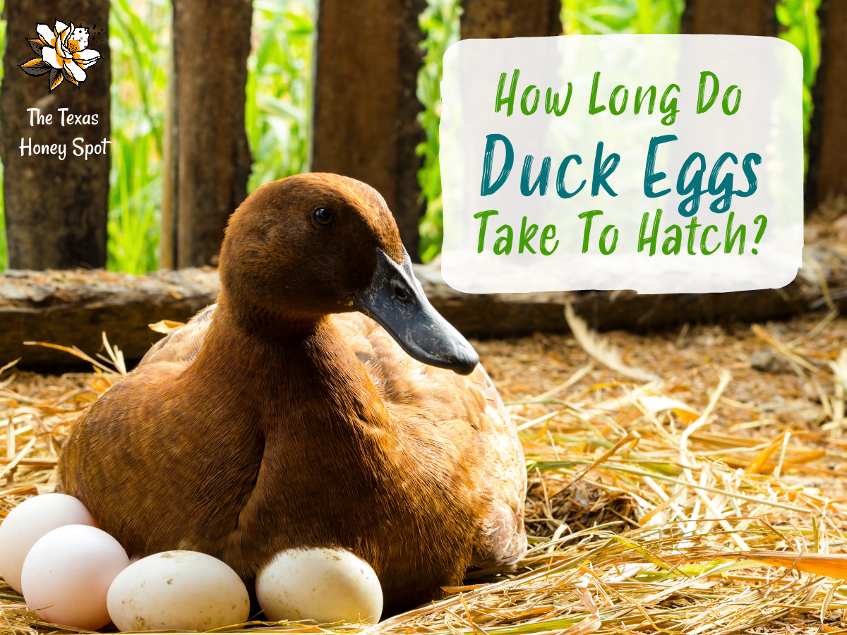 How Long Does It Take To Incubate and Hatch Duck Eggs?