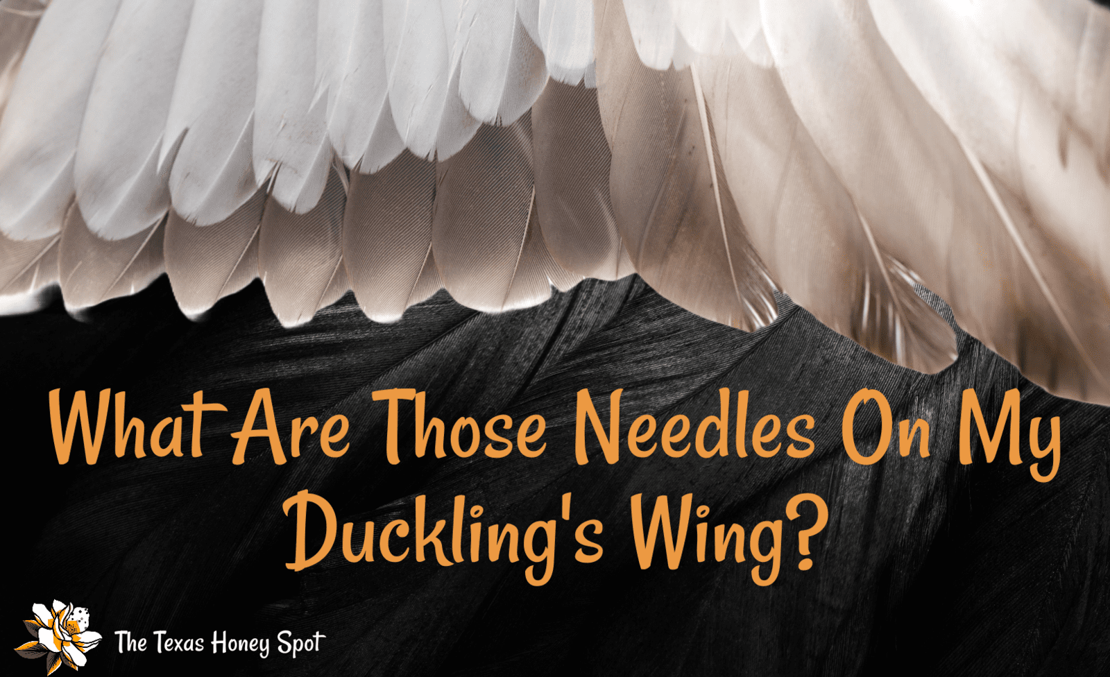 an outstretched white wing over a black background with the words "what are those needles on my duckling's wing?"