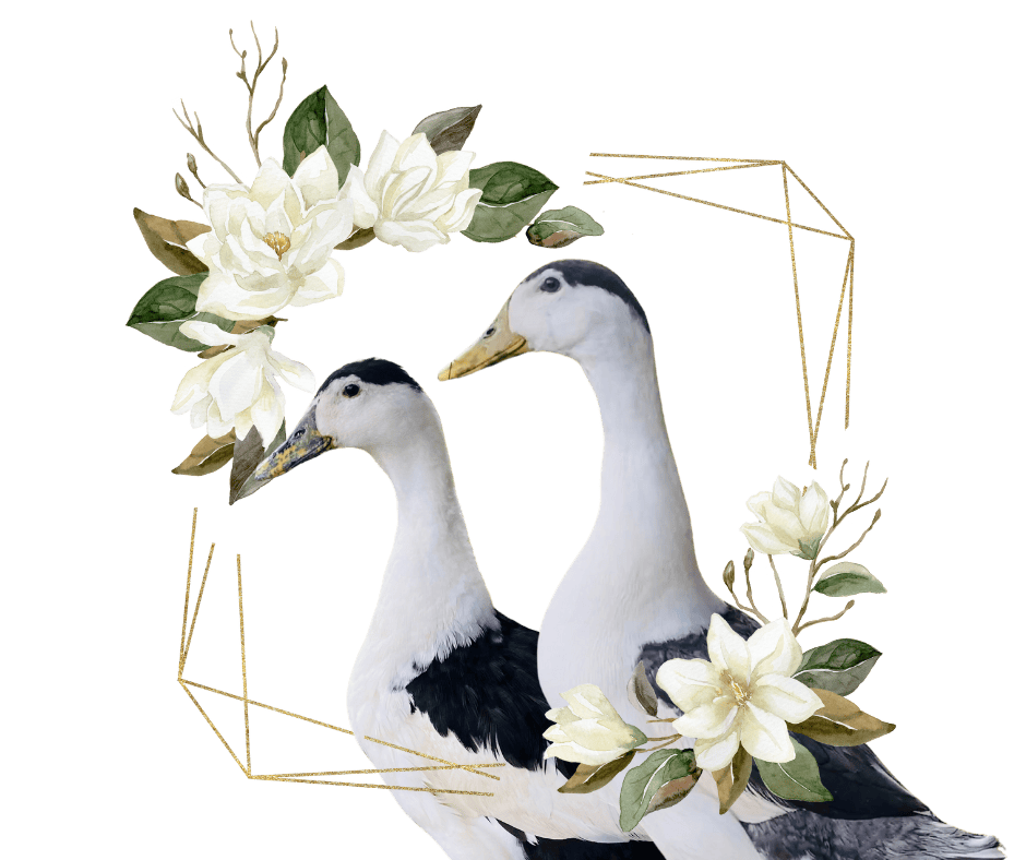 a male and female magpie duck within a golden frame and watercolor magnolia flowers and green leaves