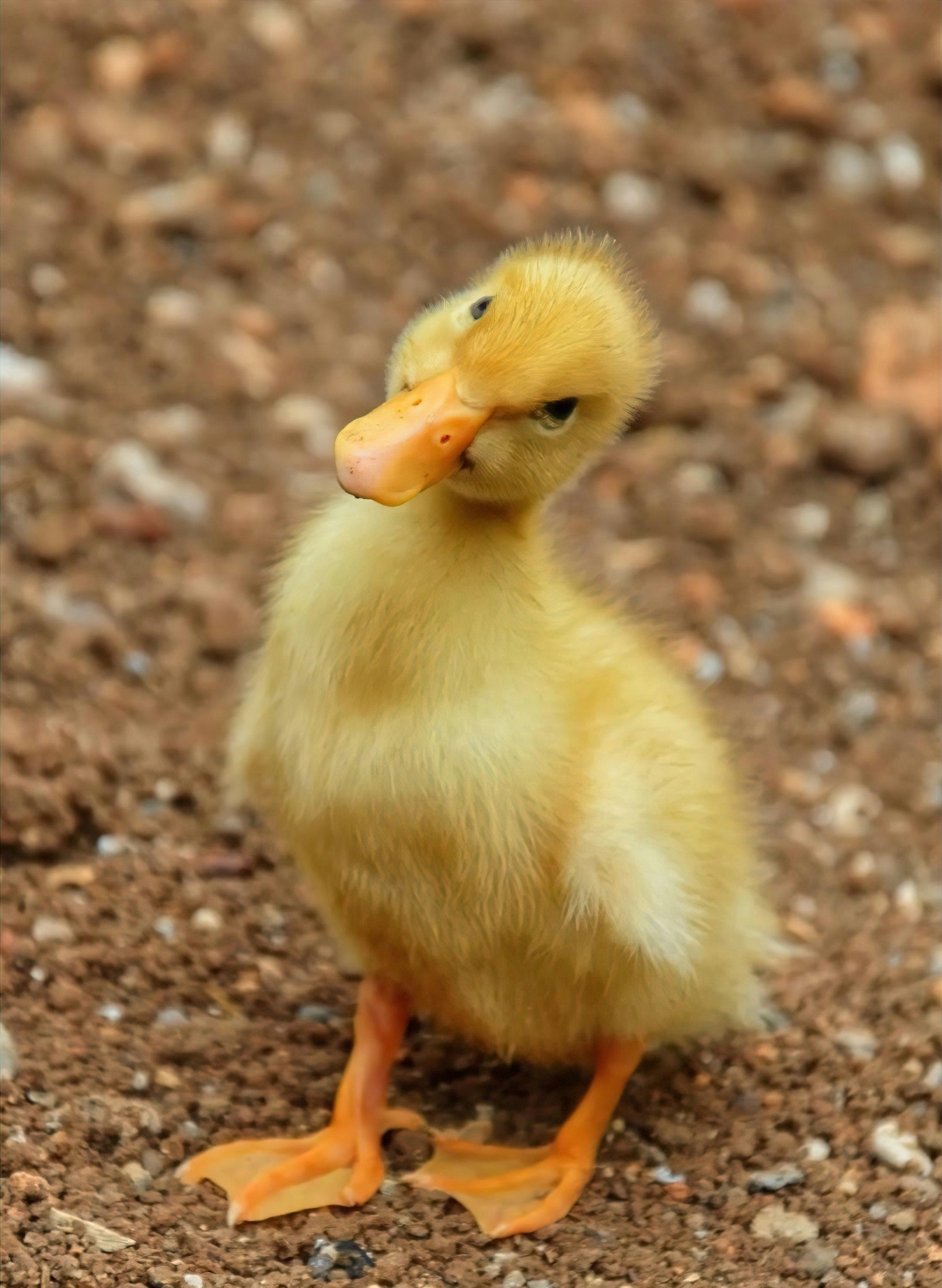 Small, fluffy duckling standing on bedding substrate