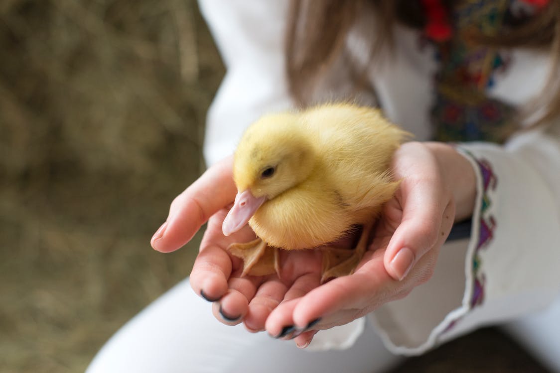 a very cute fluffy duckling in a little girl's hands