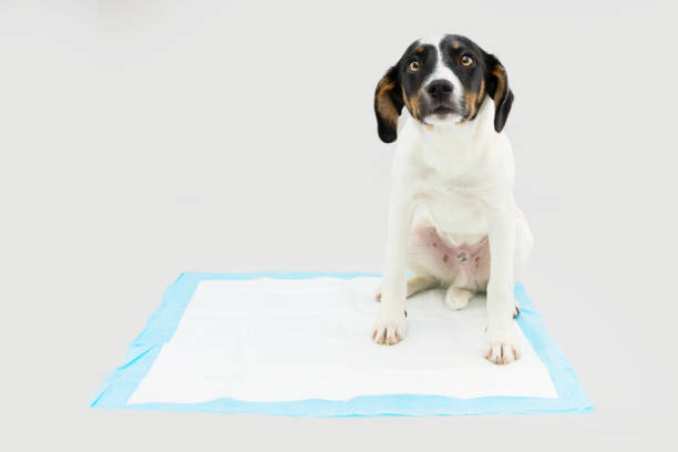 small white, black and brown dog sitting on a dog pee training pad, which can be used in a duckling brooder