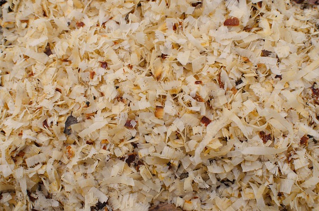 A pile of flake pine shavings for use in a duckling brooder
