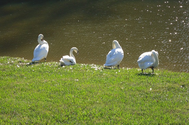 a pack of swans sitting on a grassy riverbank preening themselves