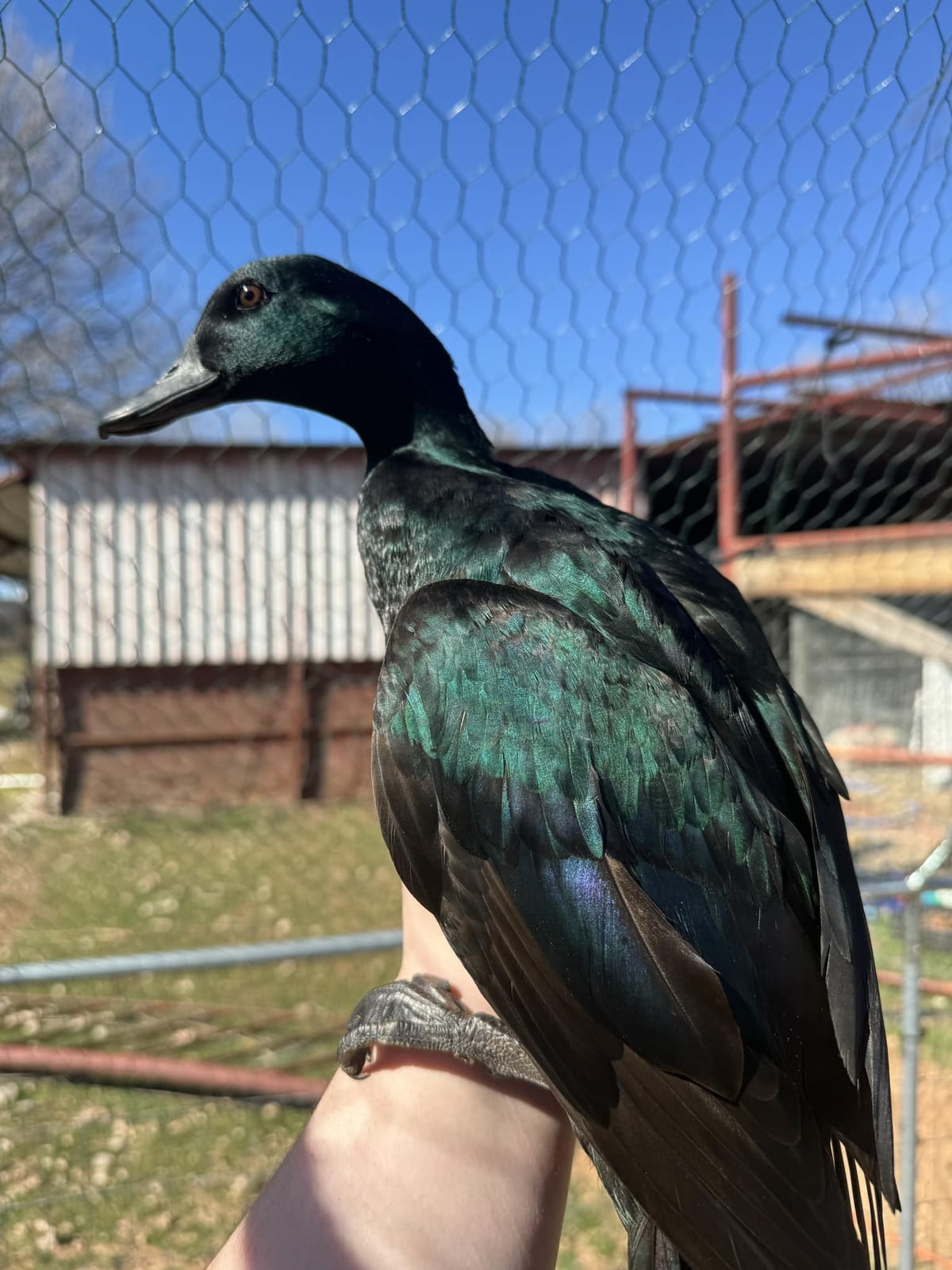 Black East Indies Duck