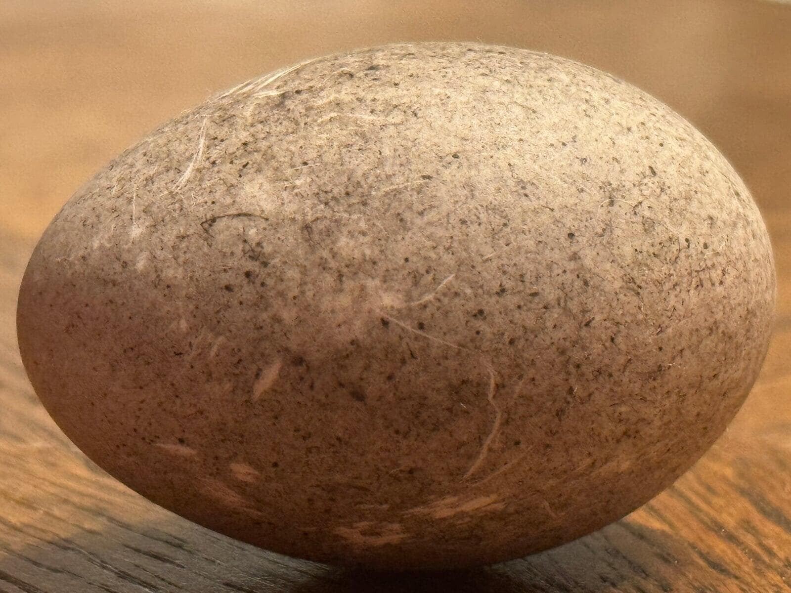 Black East Indies Egg