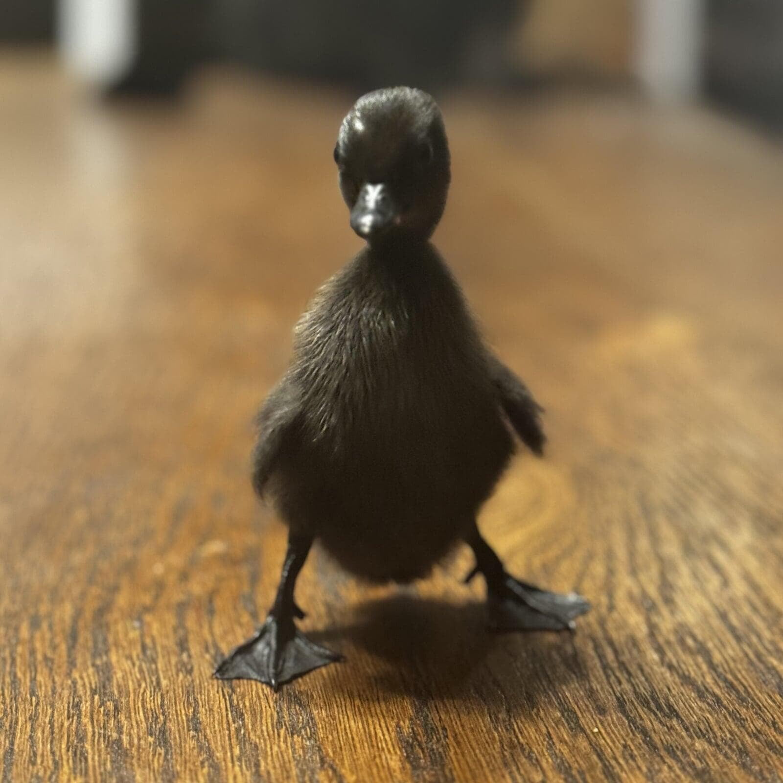 Black East Indies Duckling
