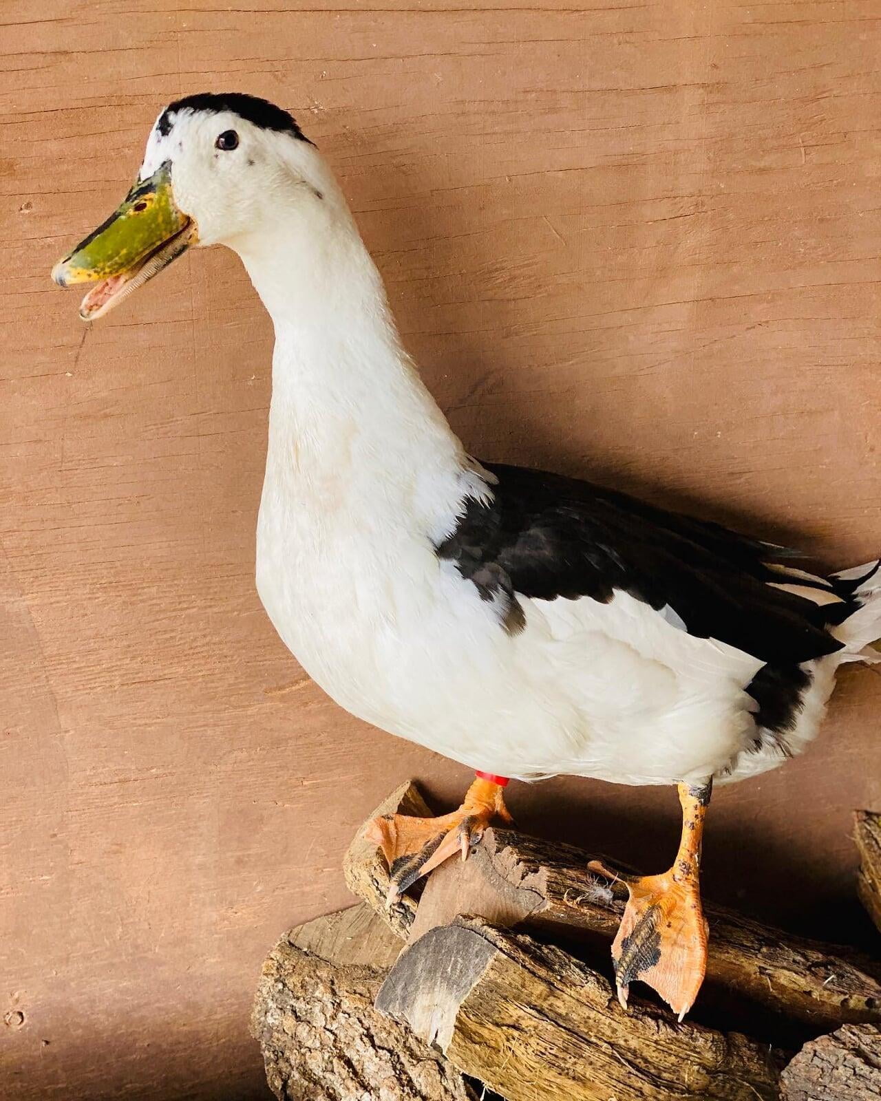 Post Mallard - 2 Years Old (Fall 2022)