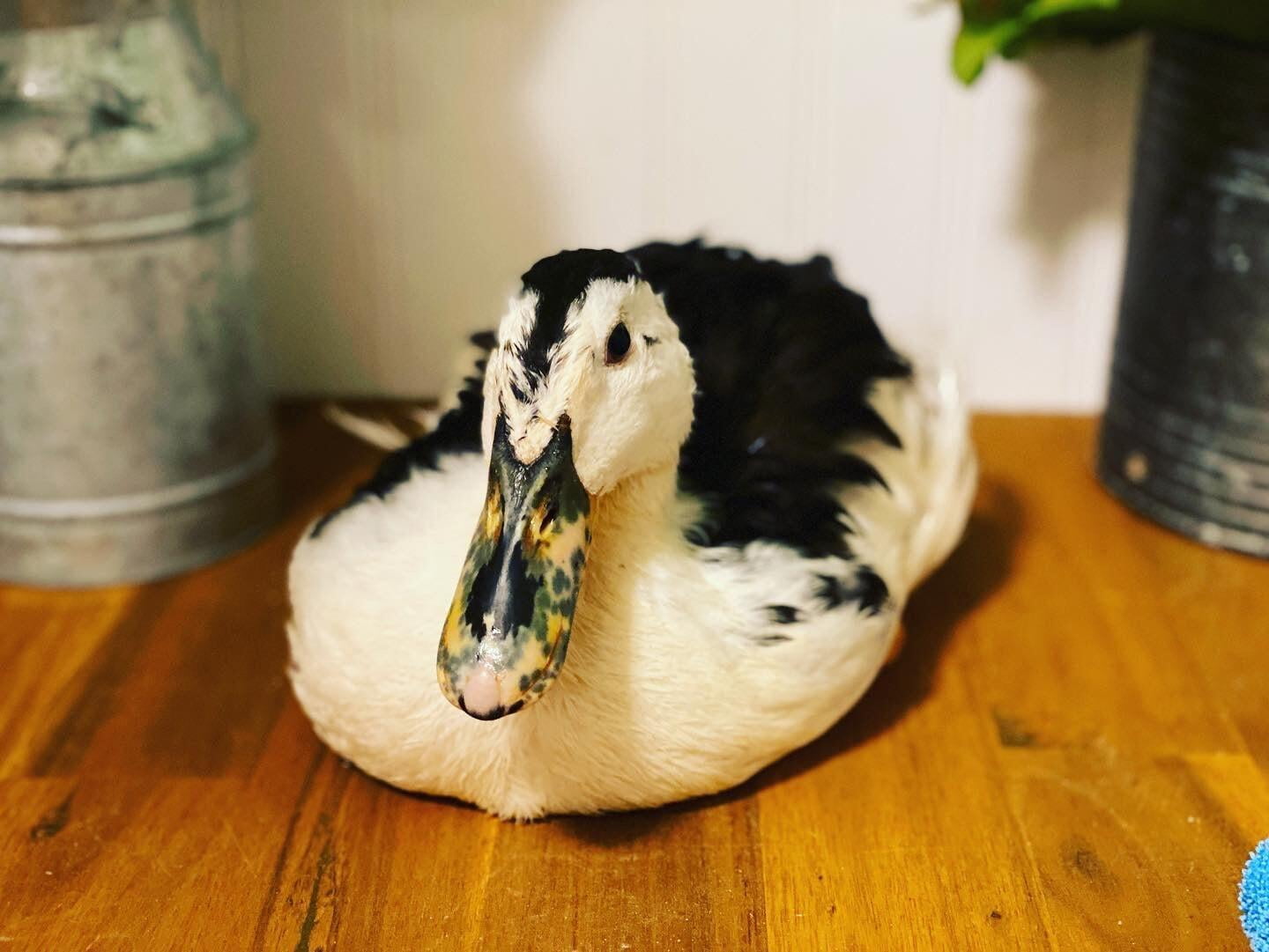 Maverick - 4 Months Old (Summer 2022)