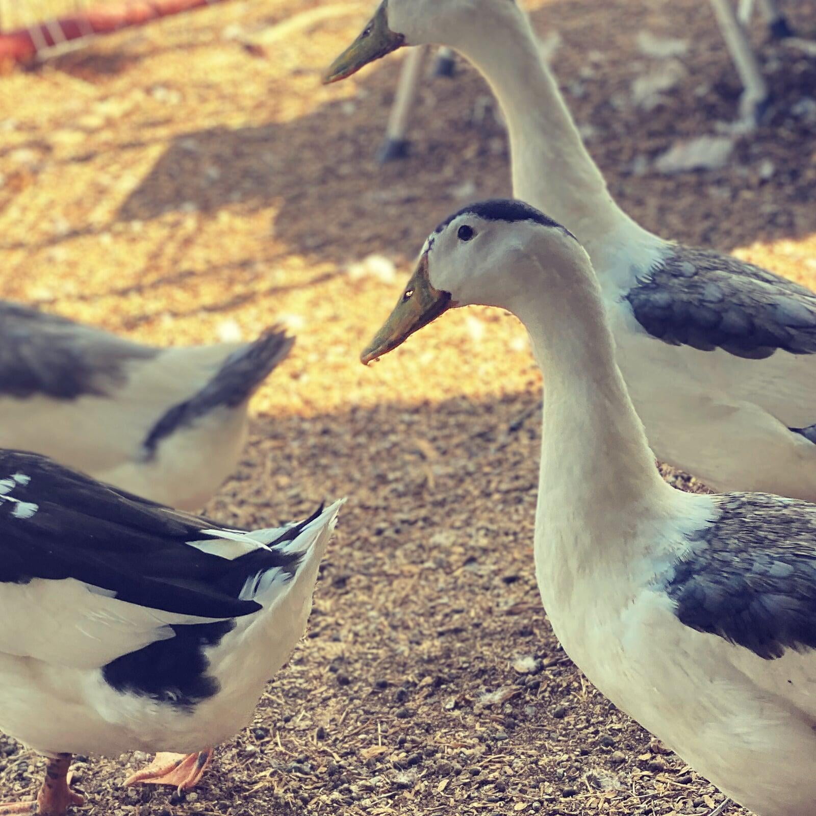 Blue Magpies - 2 Years Old (Fall 2022)