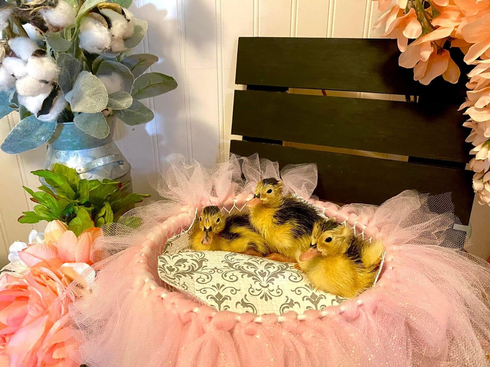 Magpie Ducklings in Basket - 2 Days Old (Spring 2022)