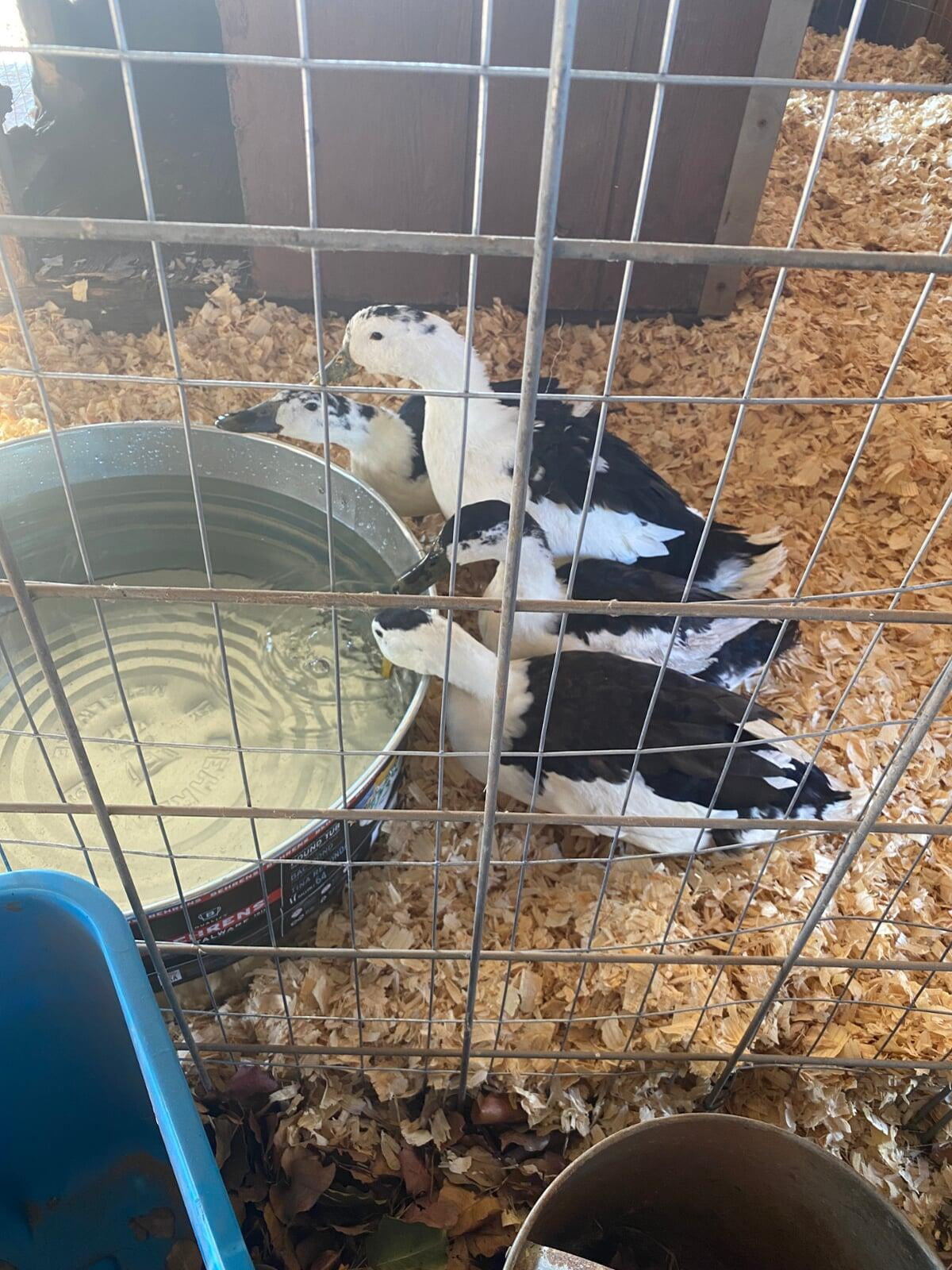 First Quad of Magpie Breeders Photo 1 - 1 Year Old (December 2021)