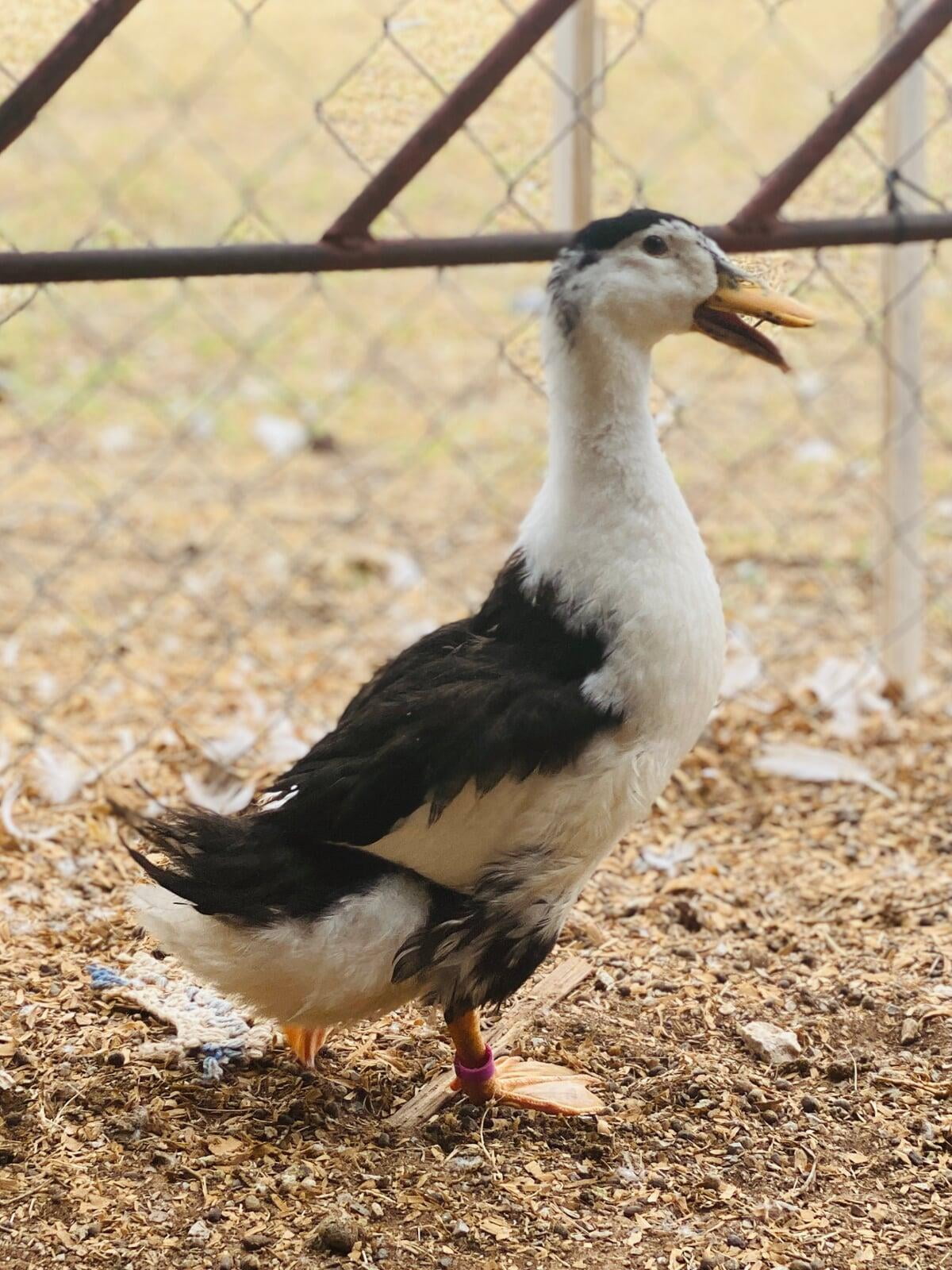 Mackle-More Eggs - 3 Months Old (Summer 2022)