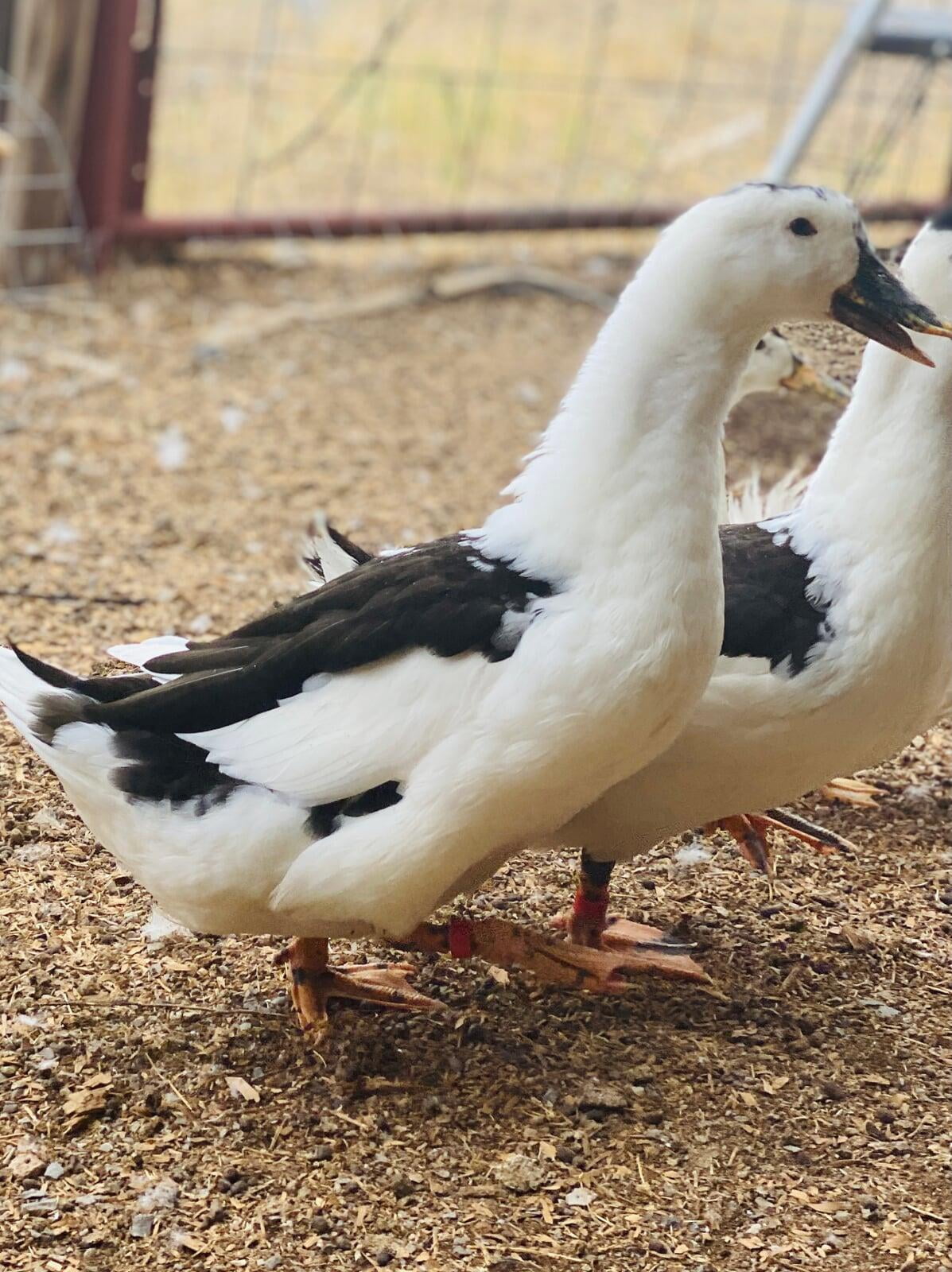 Bill-e Egglish - ? Years Old (Summer 2022)