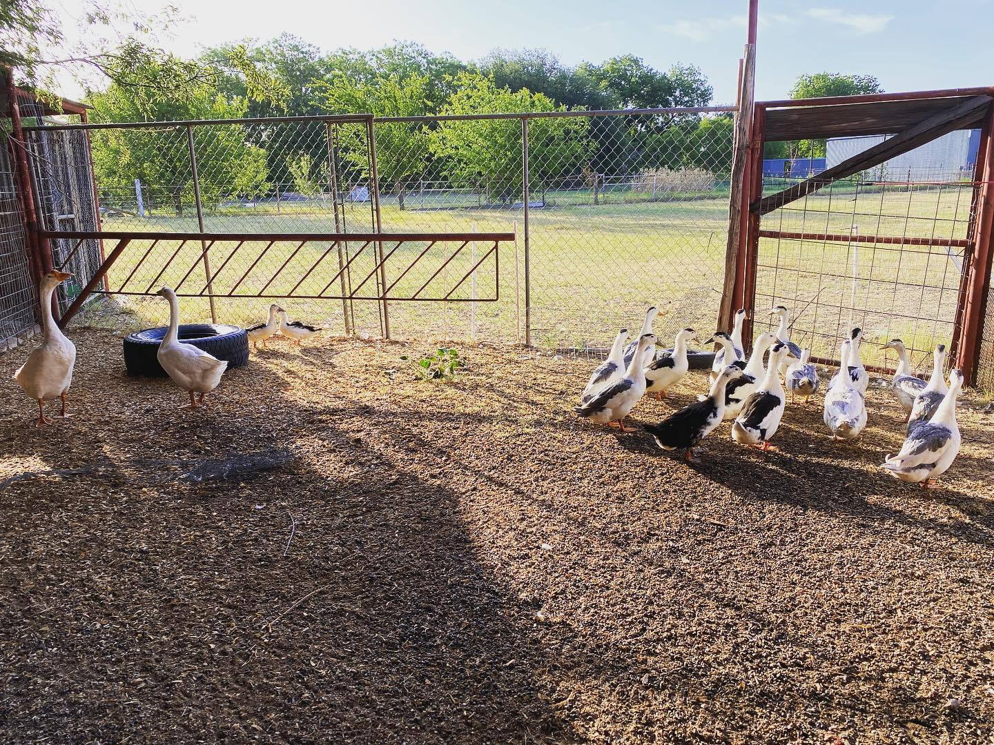 Magpie Flock Post-Exansion - With Geese (Summer 2022)