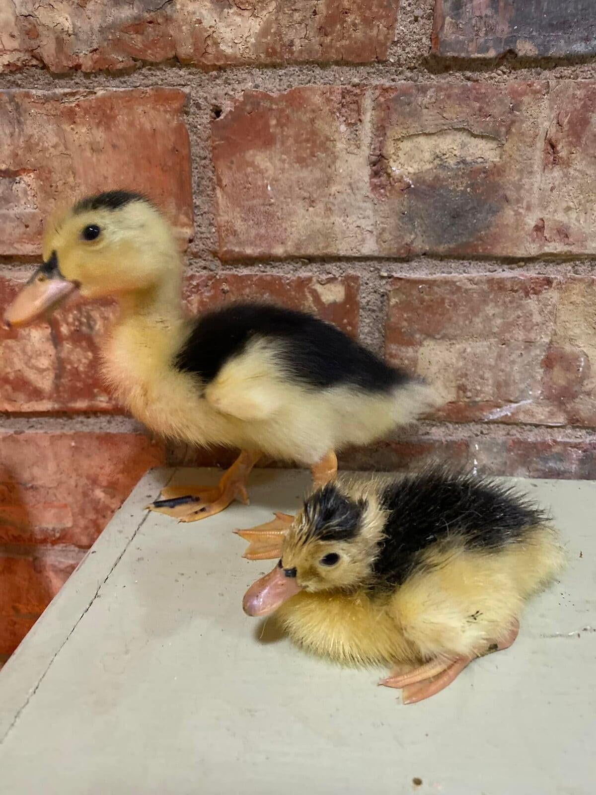 Magpie Ducklings - 1 Week and 1 Day Old (Spring 2022)