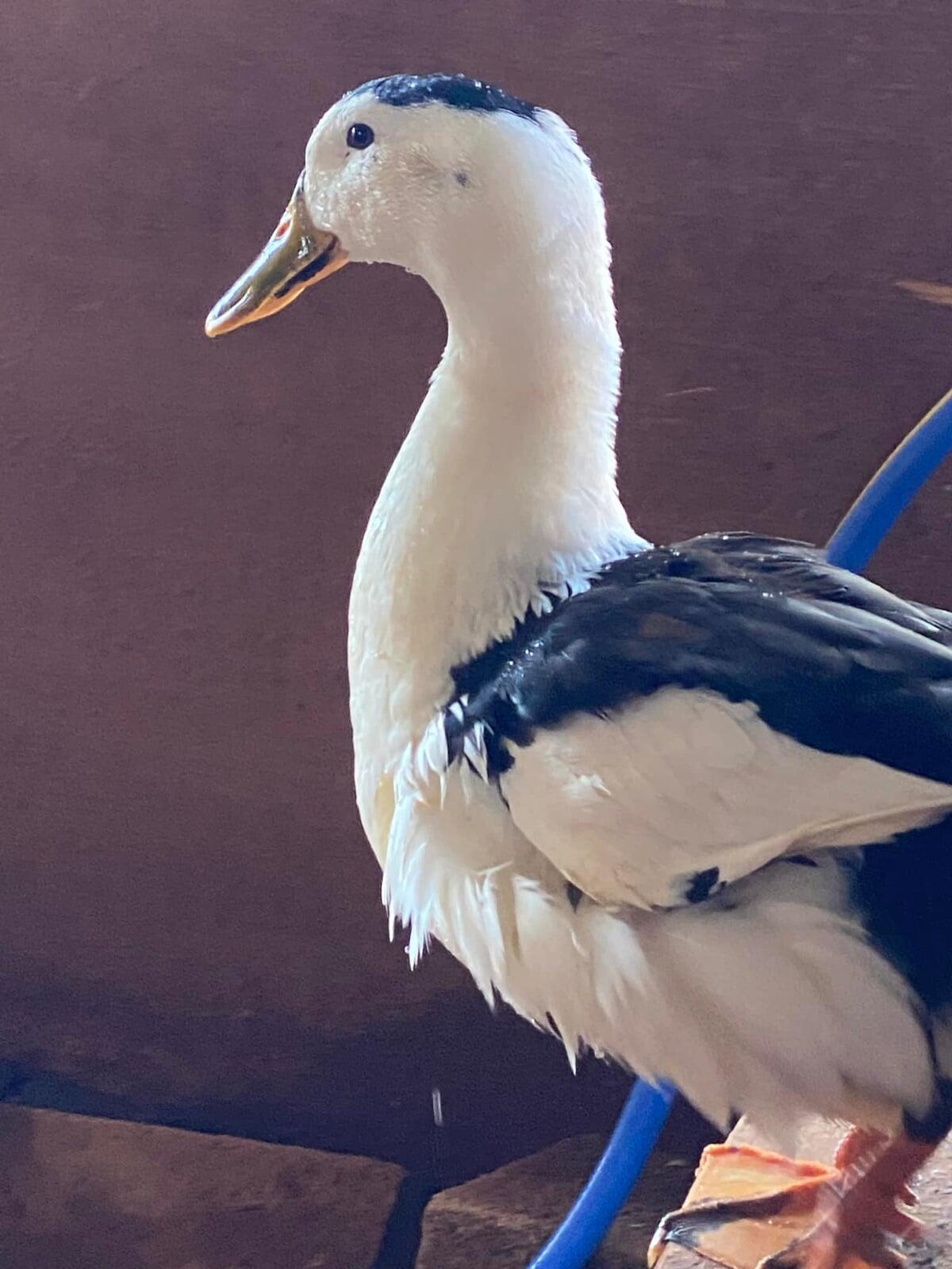 Post Mallard - 1.5 Years Old (Spring 2022)